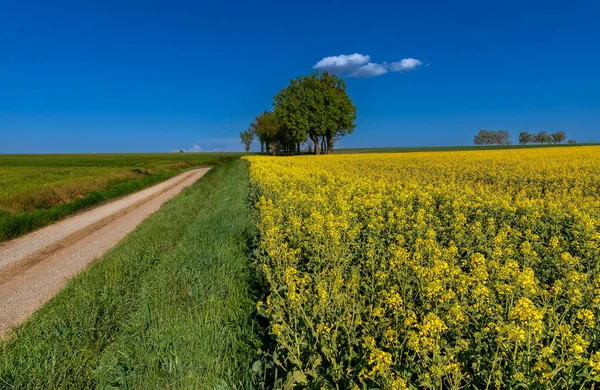 Sárga Virágzó Mező Repcemag Vidéki Úton Fák Horizonton Kék Felett — Stock Fotó