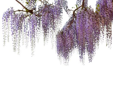 Wisteria çiçek dalları kırpma yolu dahil olmak üzere beyaz üzerinde izole, grafik tasarımlar ve tebrik kartları için ideal çerçeve, kopyalama alanı