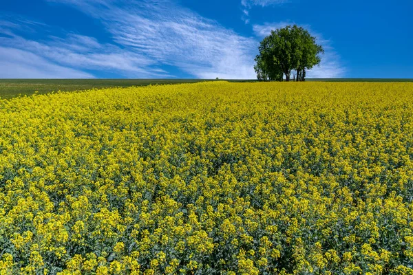 Campo Colza Amarelo Florido Com Árvore Horizonte Contra Céu Azul — Fotografia de Stock