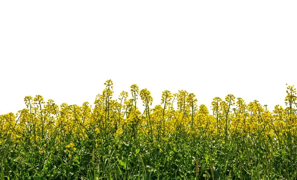 Sárga Repce Virágok Elszigetelt Fehér Nyírás Útvonal Tartalmazza Másolás Helyet — Stock Fotó