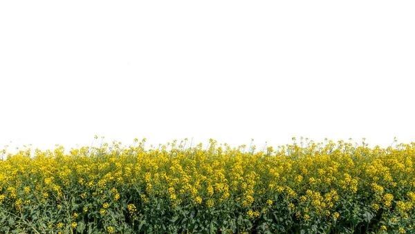 Κίτρινα Άνθη Canola Θέα Στο Κίτρινο Του Κραμβόσπορου Απομονωμένη Λευκό — Φωτογραφία Αρχείου
