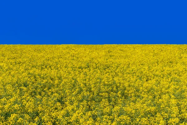 澄んだ青い空に咲く菜の花の黄色のフィールド バナー ポスターやラベルグラフィック オイルカノーラに適しています — ストック写真