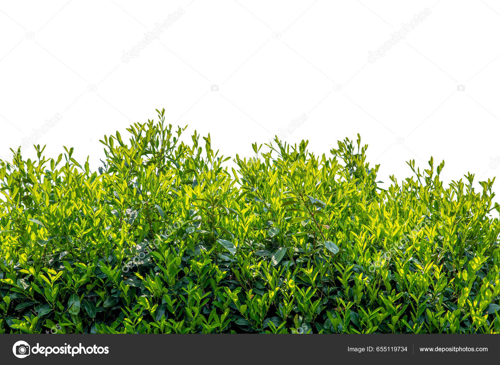 樱桃月桂树树篱淡紫色的绿叶隔离在白色的复制空间有剪枝路径包括——图库图片© framarzo #655119734