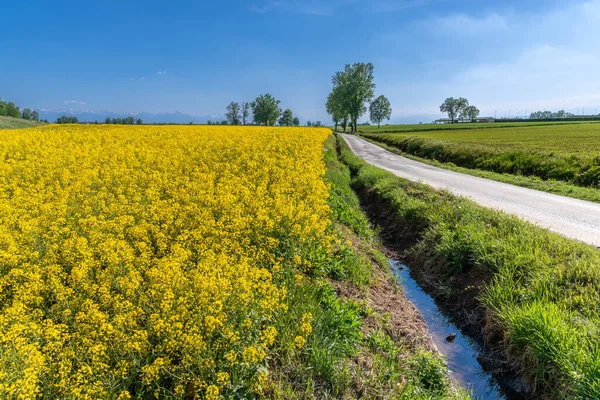 Virágzó Sárga Repcemagmező Országút Mellett Fák Láthatáron Kék Felé Táj — Stock Fotó