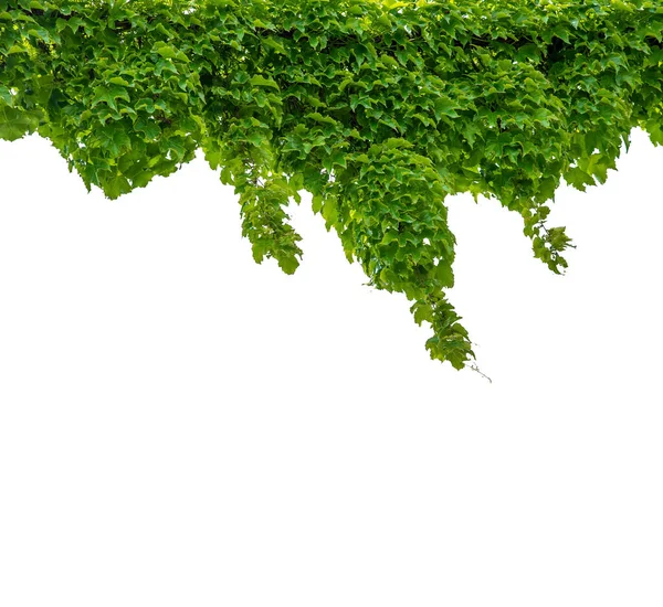 Yeşillik Yapraklı Sarmaşık Virginia Sarmaşığı Tırmanan Yabani Sarmaşıklar Üst Çerçeve — Stok fotoğraf
