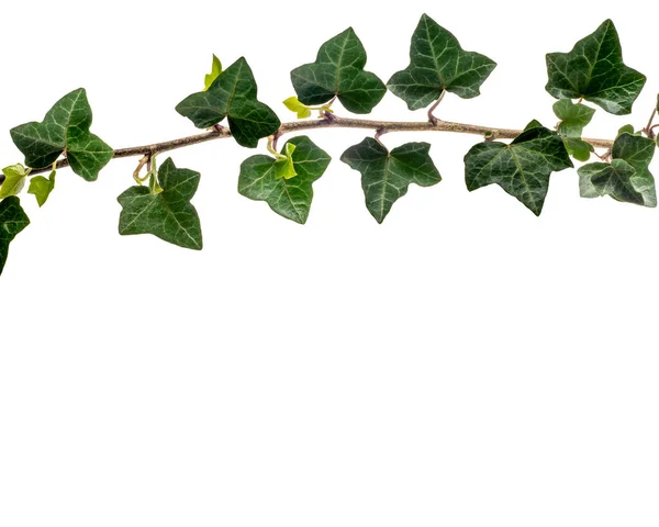 Efeuzweig Mit Grünen Blättern Als Rahmen Der Spitze Isoliert Auf — Stockfoto