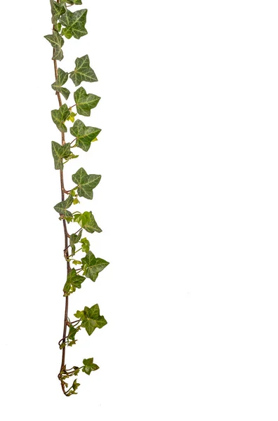 Ivy Tak Met Groene Bladeren Geïsoleerd Wit Met Clipping Pad — Stockfoto
