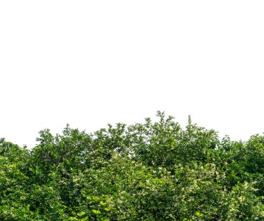 Vahşi özel çit ağacı (Ligustrum Chinensis) kırpma yolu dahil olmak üzere beyaz üzerinde izole edildi, boşluğu kopyala