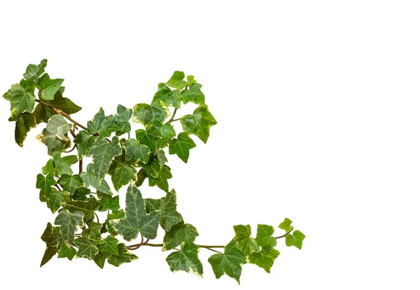 Ramo Ivy Come Bordo Cornice Isolato Bianco Con Percorso Ritaglio — Foto Stock