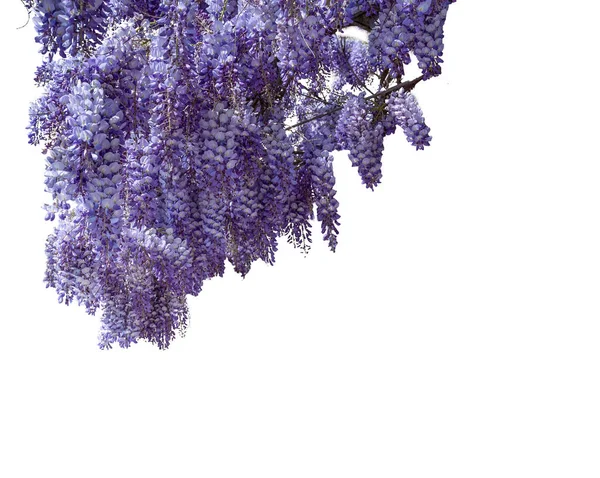 紫藤开花分枝隔离与剪枝路径包括 理想的框架图形设计和贺卡 复制空间 — 图库照片