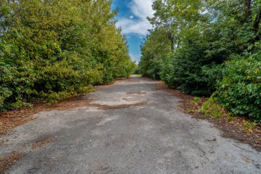 Terk edilmiş asfalt yol bitki ağaçları ve çalılarla kaplı.