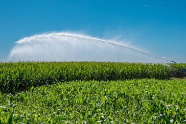 Yazın mavi gökyüzünde, İtalya 'nın Cuneo eyaletindeki Po Vadisi' ndeki bir mısır tarlasına sulama sisteminden su püskürtmek.