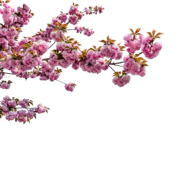 Baharda pembe sakura çiçekleri. Pembe kiraz çiçeği dalı, beyaz üzerine izole edilmiş, kırpma yolu da dahil. Grafik tasarımları ve tebrik kartları için ideal çerçeve