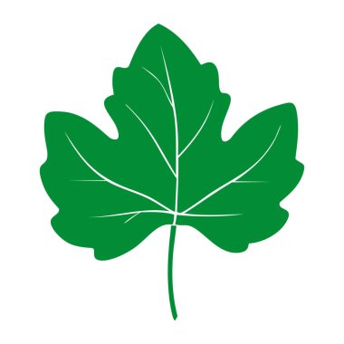 Yeşil asma yaprağı, düz çizim. 