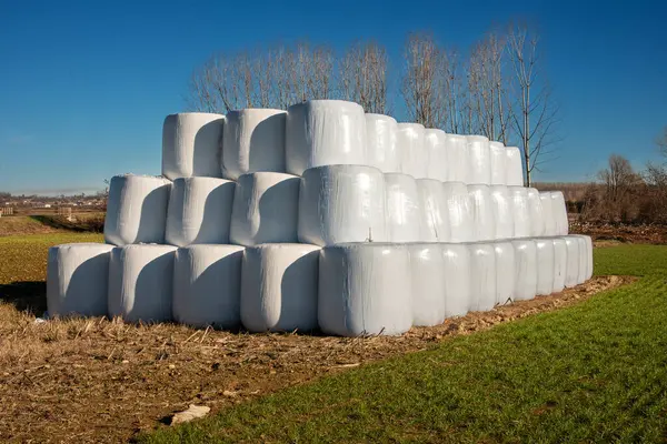 Bales Feno Embrulhados Plástico Branco Empilhados Como Suprimento Inverno Campo — Fotografia de Stock