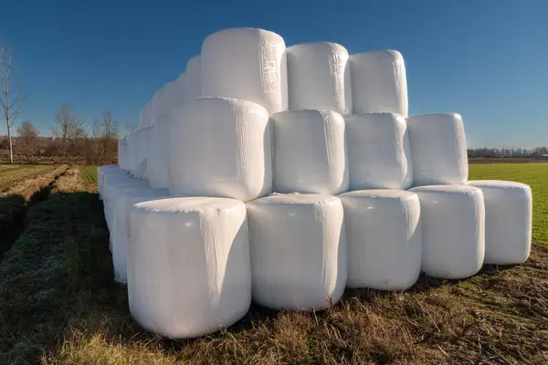 Bales of hay wrapped in white plastic and stacked as a winter supply in a field in the Po Valley, in the province of Cuneo, Italy, under a blue sky
