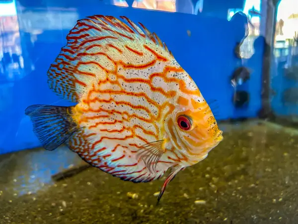 Discus fish in aquarium, scientific name: Symphysodon of the cichlid family (Cichlidae) native to the Amazon River basin