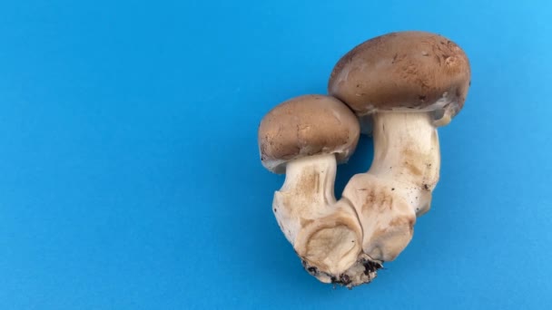 Cogumelos Champignon Frescos Boneca Disparada Dois Champignon Marrom Real Grande — Vídeo de Stock