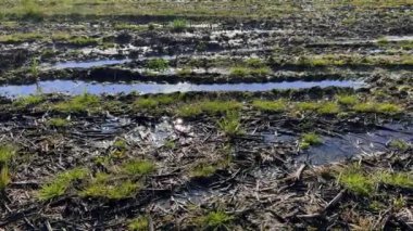 Çamurlu bataklıklar, mavi gökyüzü yansıması, doli çekim