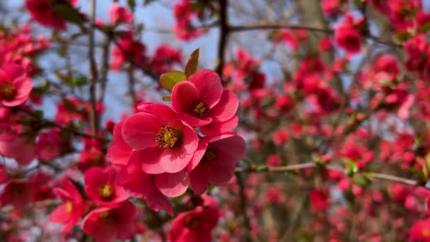 ピンクはぼやけた背景に花を咲かせている 開花ブランチ以降の横スライダーショット — ストック動画
