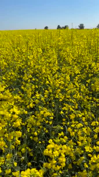 Kwitnące Pole Rzepaku Patelnia Żółte Kwiaty Błękitnym Niebie — Wideo stockowe