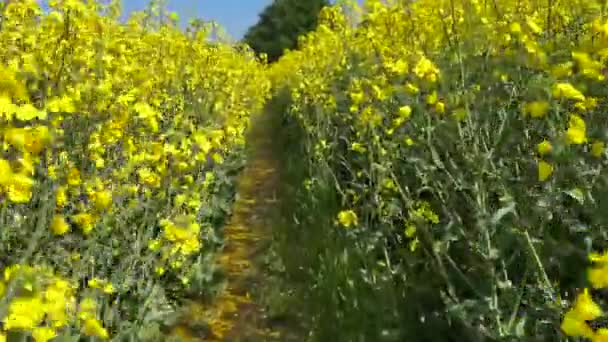 Περπατώντας Ένα Ανθισμένο Χωράφι Κραμβόσπορους Ακολουθώντας Μονοπάτι Ανάμεσα Κίτρινα Άνθη — Αρχείο Βίντεο
