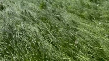 Tarlada rüzgarın sürüklediği yeşil çimenler