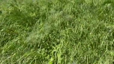 Tarlada rüzgarın sürüklediği yeşil çimenler