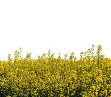 Kırpma yolu dahil olmak üzere beyaz üzerine izole edilmiş sarı kolza çiçekleri, kopyalama alanı, afiş, etiket veya selamlama arabası için uygun