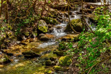 İlkbahar ormanlarında yeşil yosunlarla kaplı taşların arasından akan suyla dolu dağ deresi.