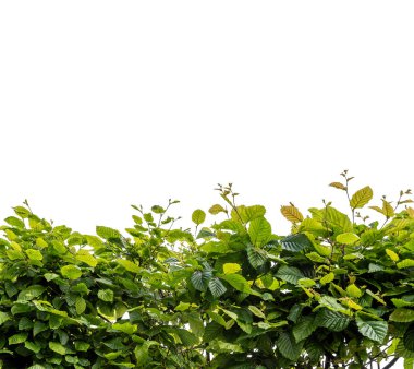 Genel hornbeam hedge (Carpinus betulus) çerçeve kenarı olarak beyaz üzerine izole edilmiş kırpma yolu dahil, grafik projeleri için uygun, kopyalama alanı