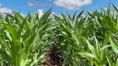 Mavi gökyüzündeki kırsal alanda yetişen rüzgârla hareket eden genç mısır bitkileri.