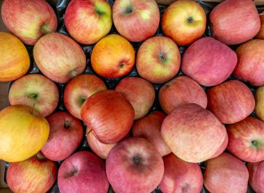 Fuji çeşitliliğinin kırmızı elmaları manavın tezgahında en üstte.