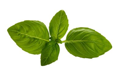 Yeşil yapraklı fesleğen dalı beyaza izole edilmiş ve kırpma yolu dahil