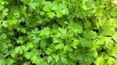 Maydanoz en tepede görünüyor. Saksı bitkilerinin maydanoz yaprakları üzerinde çekim..