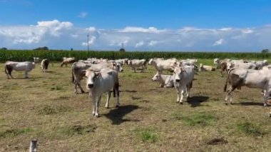 Fassona Piemontese inekleri İtalyan Po Valley kırsalında otluyor, Cuneo, Piedmont, İtalya mısır tarlalarıyla
