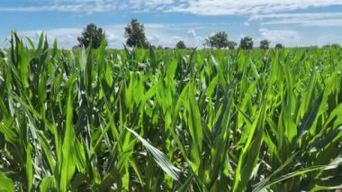 Mavi gökyüzünde genç mısır tarlası ve İtalya 'nın Cuneo eyaletindeki Po Vadisi' nde beyaz bulutlar. Pano 