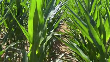 Genç yeşil bitkiler arasında mısır tarlasında sübjektif çekim