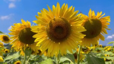 Sunflower  in field on blue sky, close up on flower with yellow petals moved by wind