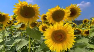 Mavi gökyüzünde arılı ayçiçekleri, sarı yapraklı çiçekleri kapatır rüzgarla hareket eder