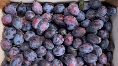 Tahta kasalarda taze toplanmış erikler kaydırak takip çekimleri üst görüntüde 