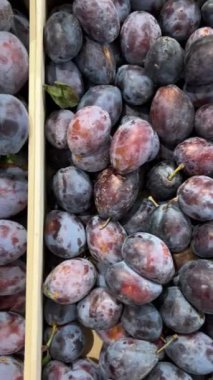 Tahta kasalarda taze toplanmış erikler kaydırak takip çekimleri üst görüntüde 