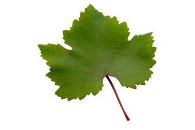Asma yaprağı ve üzüm ağacı beyaza izole edilmiş ve kırpma yolu dahil