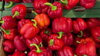 Yeşil karton kasalarda kırmızı biberler, manav tarafından sergilenen kırmızı dolma biberin üst görüntüsü.