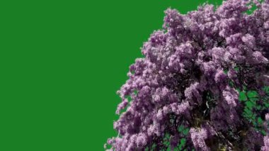 Çiçekli salkım bitkisi yeşil ekran krom anahtar arka planında rüzgarla hareket eder