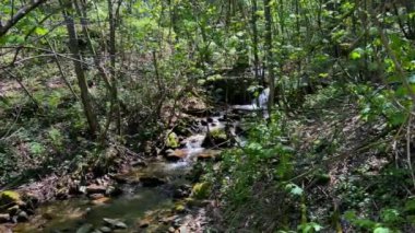 İlkbaharda filizlenen ağaçların arasından akan dağ deresi