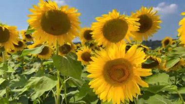 Mavi gökyüzünde arılı ayçiçekleri, sarı yapraklı çiçekleri kapatır rüzgarla hareket eder