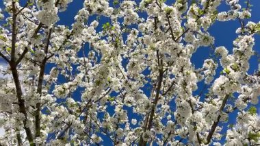 Mavi gökyüzünde kiraz dalları, açık mavi gökyüzü ile beyaz kiraz çiçekleri üzerinde yatay pano