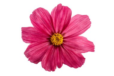 Mor kozmos çiçeği beyaza izole edilmiş, kırpma yolu dahil.