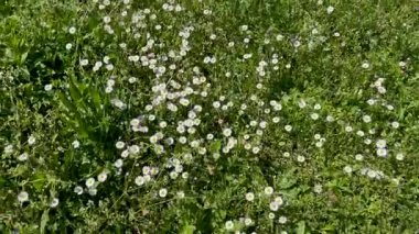 Baharda çiçek açan papatyaları olan vahşi yeşil çayır, yukarıdan çekimleri takip ediyor.